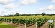 Kerry Vale Vineyard, Near Montgomery