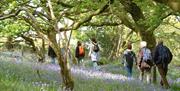 Dragon Trails | Ty Canol Wood, Pembrokeshire