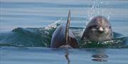 Cardigan Bay Dolphins