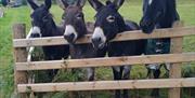 Animals on site