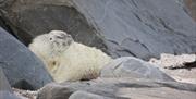 Seals on shoreline