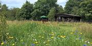 Wild Meadow Camping in Ceredigion - log cabin and meadow