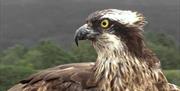 Glaslyn Ospreys | Mrs G