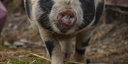 Image of Otis, a kunekune pig.