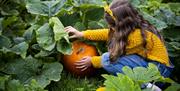 Porth Farm pumpkins