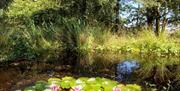 Garden pond with lily pads
