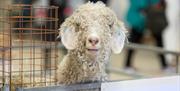 Wonderwool Wales