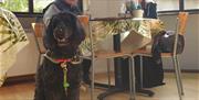 Dogs welcome in the Corris Café at Corris Craft Centre