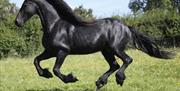 Fraithwen Friesians