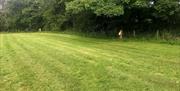 Wild Meadow Camping grass pitches