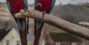 Penycae Inn micro zoo at the Sleeping Giant Hotel