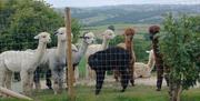 Meet the  alpacas at Newtown Outdoor Festival