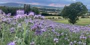 Porth Farm Caersws