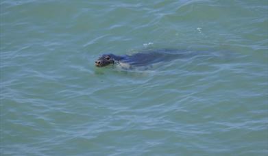 A grey seal swimming off Sarn Cynfelyn on the Ceredigion coast