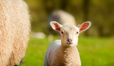 A lamb in a field in spring