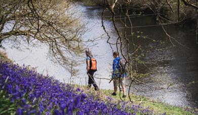 Two walkers beside a carpet of bluebells on the riverbank on Glyndŵr's Way near Llyn Clywedog