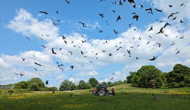 Dozens of red kites circling over a field at feeding time near Rhayader