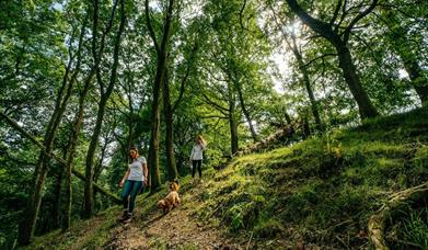 Glyndŵr's Way climbing through the woods above Llanidloes