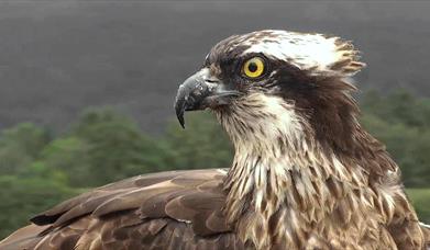 Glaslyn Ospreys | Mrs G