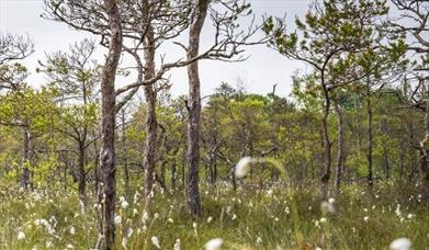 Cors y Llyn Nature Reserve - NRW