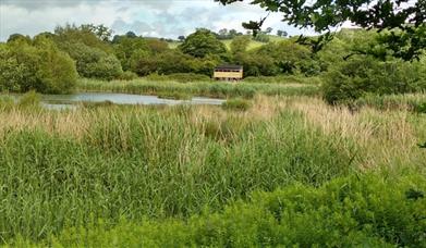 Pwll Penarth Nature Reserve