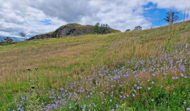 Roundton Hill Nature Reserve