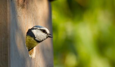 Blue Tit in nest Box