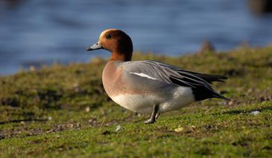 Wigeon