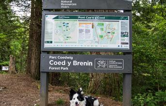 Coed y Brenin Forest Park (NRW)