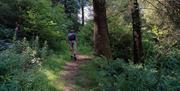 Big Trees walking trail