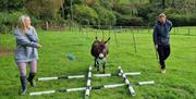 Try some agility games with our little mini donkeys, Maverick and goose
