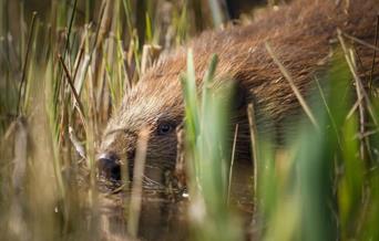 Cors Dyfi Nature Reserve | Beavers recently introduced