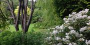 White rhododendron in the foreground with lawn behind