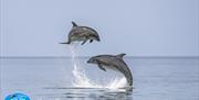 Two bottlenose dolphin breaching high into the air near our dolphin spotting boats Ermol 5 and 6 during a trip along the Cardigan Bay Special Area