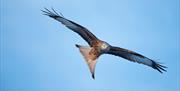 RSPB | Red Kite