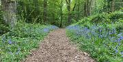 Just up the road from Derwen Mill Holiday Park in Guilsfield (near Welshpoo) you will find the stunning Gaer Fawr woodland. The bluebells here are ama