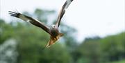 Gigrin Red Kite Feeding Centre in Rhayader near the Elan Valley. Stay at Mid Wales Holiday Lets
