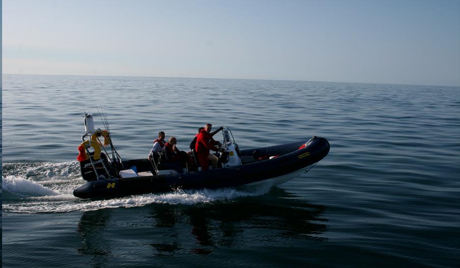 Dolphin Survey Boat Trips