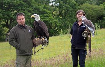 Falconry Experience Wales