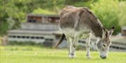 Gigrin Farm | Donkeys