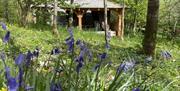 View of jacuzzi in distance and woodland carpeted with bluebells in foreground and up to jacuzzi.