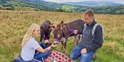 Spend time walking around a welsh hill farm with a little miniature donkey carrying your picnic.
