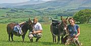 Take a miniature donkey for a scenic walk with far-reaching views and stunning views in the Brecon Beacons National Park. Your little friend will carr