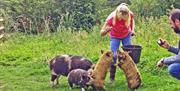 Take a walk and a paddle with little kunekune pigs in the beautiful Brecon Beacons