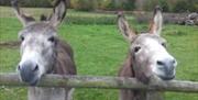 Donkeys at Gigrin Farm