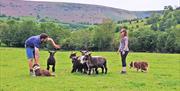 Learn the commands to move sheep with a working Welsh Border Collie on a hill farm in Wales.