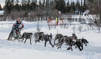 Norgesmesterskap Hundekjøring