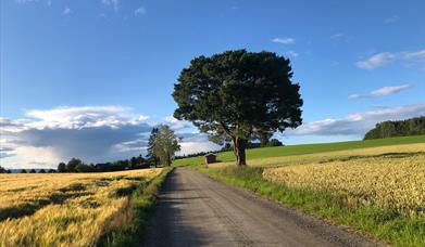 Pilegrimsleden