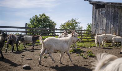 Velkommen til småbrukernettverk i Løten!