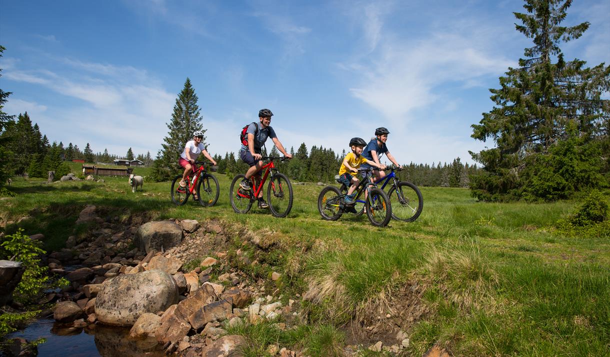Three children and an adult on a bike ride in rural surroundings by a stream. The sun is shining.